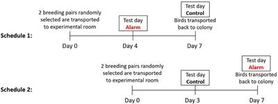 The Impact of Acute Loud Noise on the Behavior of Laboratory Birds